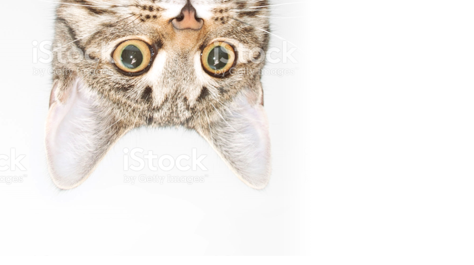 Homepage - Peeking Cat