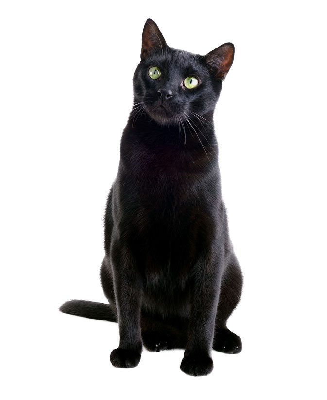 Black Cat - Veterinarians