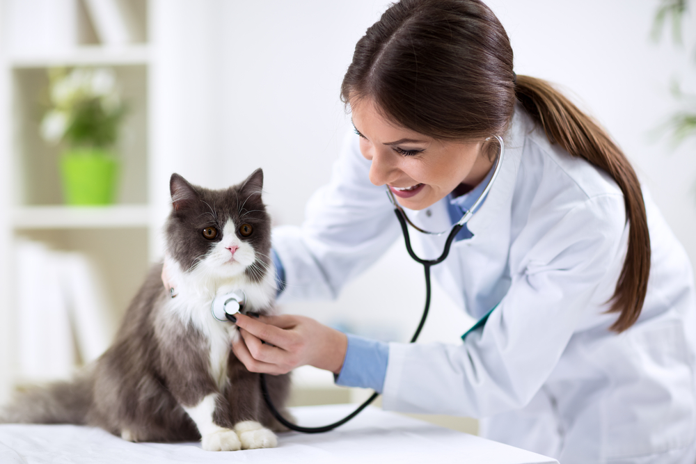 veterinary cardiologist
