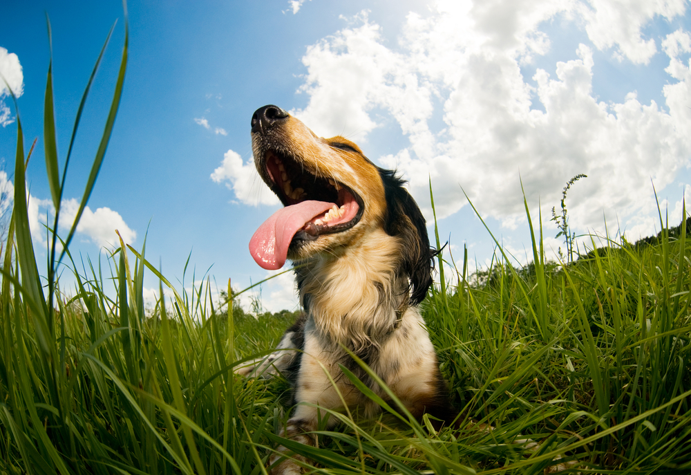 Summer Pet Tips: How to Keep Your Pet Safe in the Heat