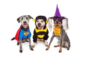 Halloween Hazards for Pets