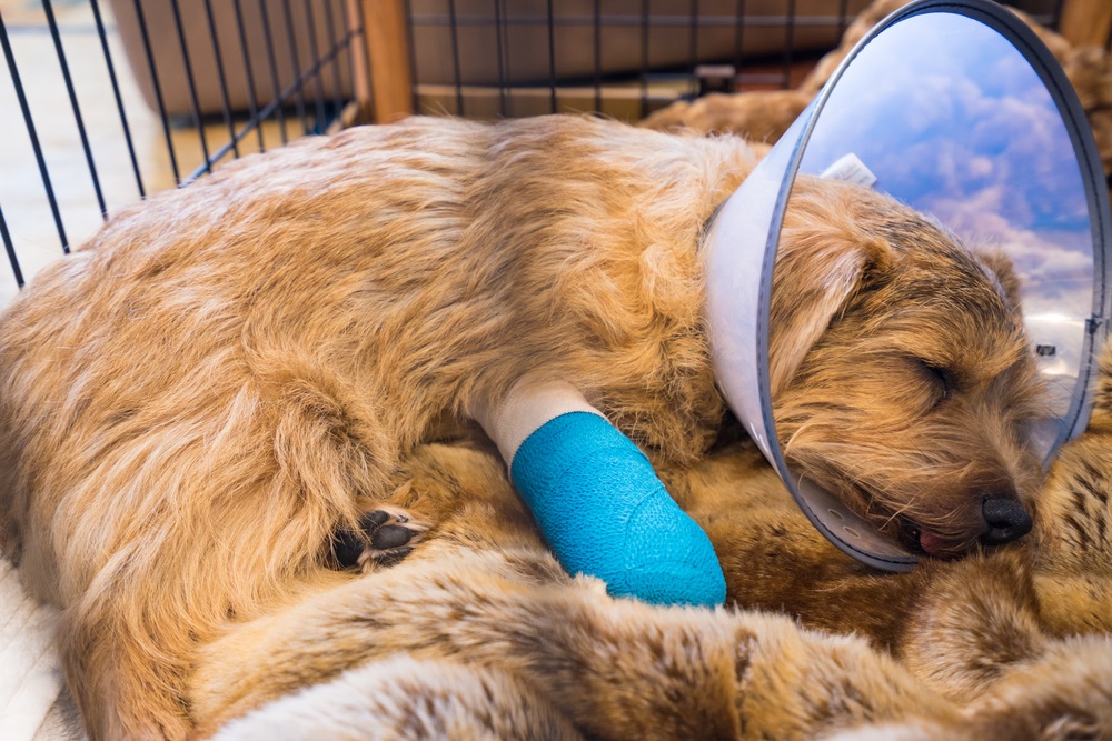 Common Accidents That Can Land Your Pet in the ER | Care Center