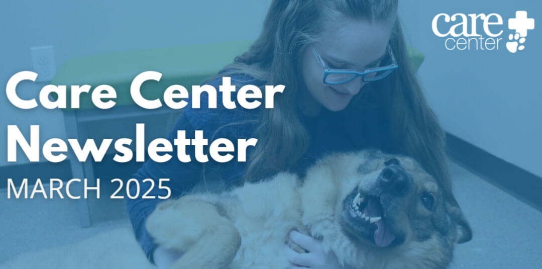 A young woman with long hair and blue glasses is smiling as she lovingly cradles a large, happy German Shepherd mix dog on the floor of a clinical setting, likely a veterinary or care facility. The dog looks joyful and relaxed, lying on its back with its mouth open in a playful expression. Overlay text reads 'Care Center Newsletter MARCH 2025' in large white font, with the Care Center logo featuring a medical cross and paw print in the top right corner. The image has a soft blue overlay, giving it a calm and professional tone.